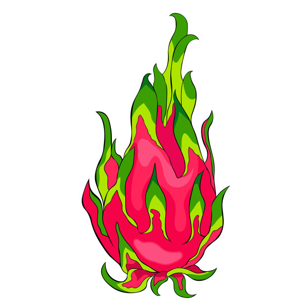 火龙果奇异的火龙果。矢量图图片下载