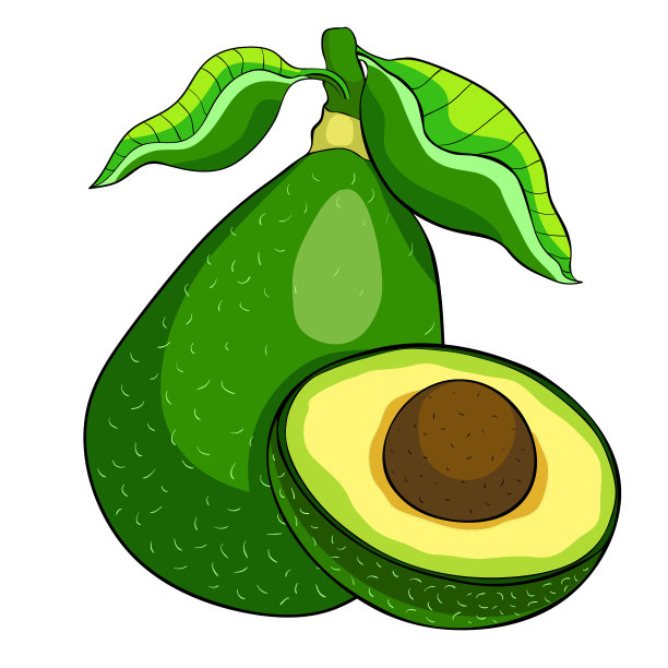 热带鳄梨的奇异水果。矢量图素材图片