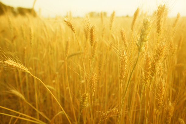 麦田里美丽的自然日落景观图片下载