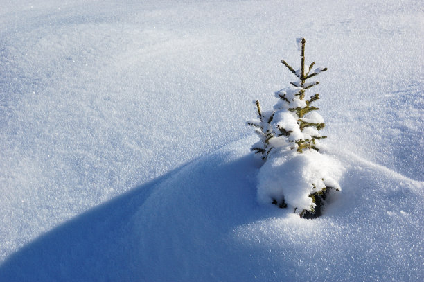 冬天的背景图片下载
