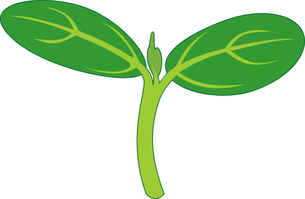 芽具两个绿叶孤立在白色背景上图片下载