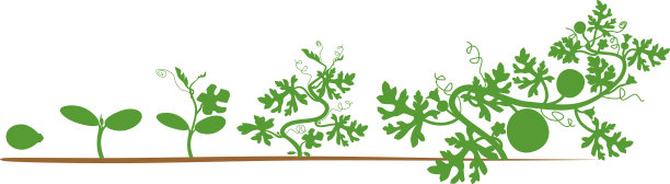 西瓜植物的生命周期。西瓜生长的各个阶段，从种子和发芽到成年植株结果图片下载