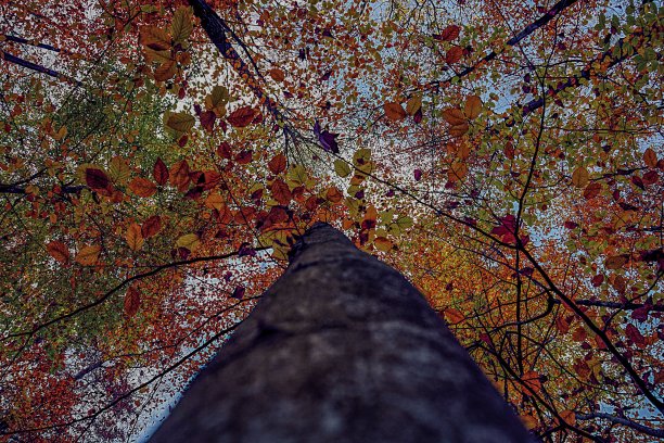 秋天的树叶和树在德国图片下载