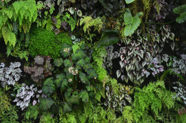 云森林新加坡，新加坡，亚洲图片下载