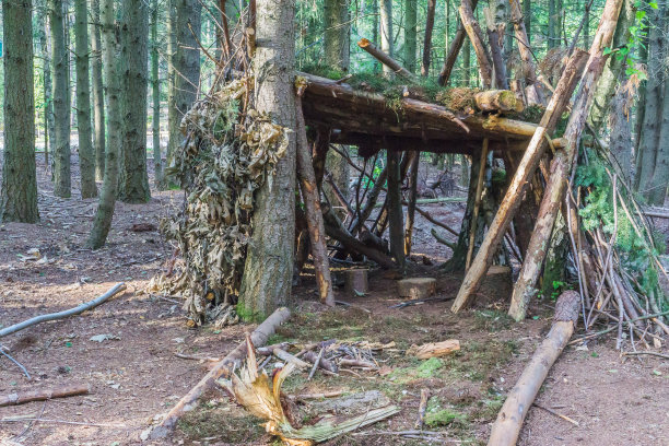 树屋，枝叶林景图片下载