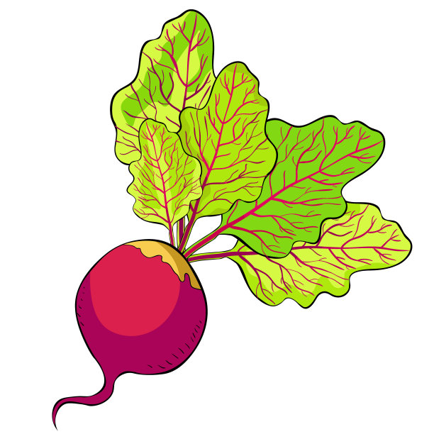 甜菜和一种顶级绿色蔬菜。矢量图图片下载