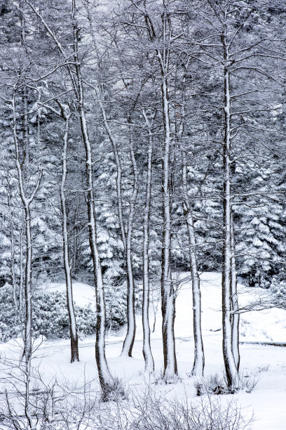 冬季和雪景图片下载