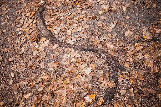 弯曲的树根伸过马路图片下载