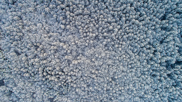 冬季森林鸟瞰图图片下载