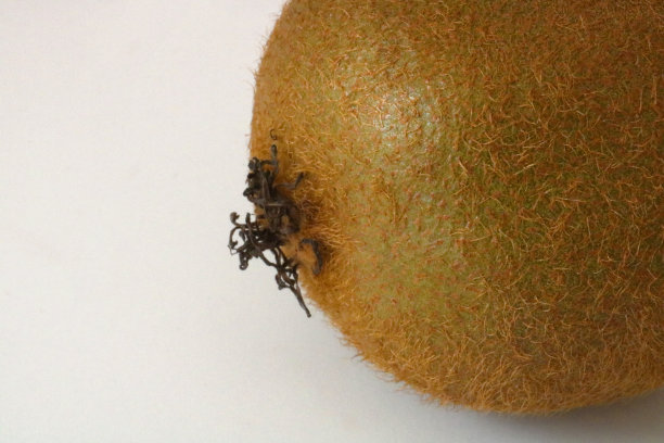 白色背景上的奇异果图片下载