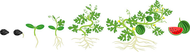 西瓜植物的生命周期。西瓜从播种、发芽到收获的生长阶段图片下载