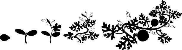 西瓜植物的生命周期。西瓜生长的各个阶段，从种子和发芽到成年植株结果图片下载