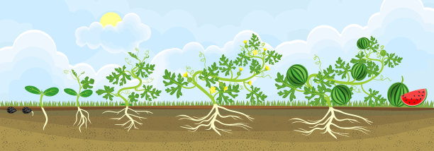 西瓜植物的生命周期。西瓜生长的各个阶段，从种子和发芽到成年植株结果图片下载