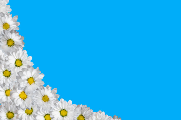 白色雏菊边装饰1图片下载