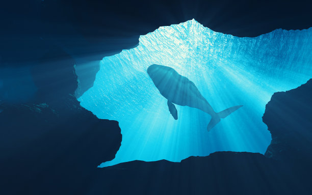 鲸鱼在海洋深处的水下场景。图片下载