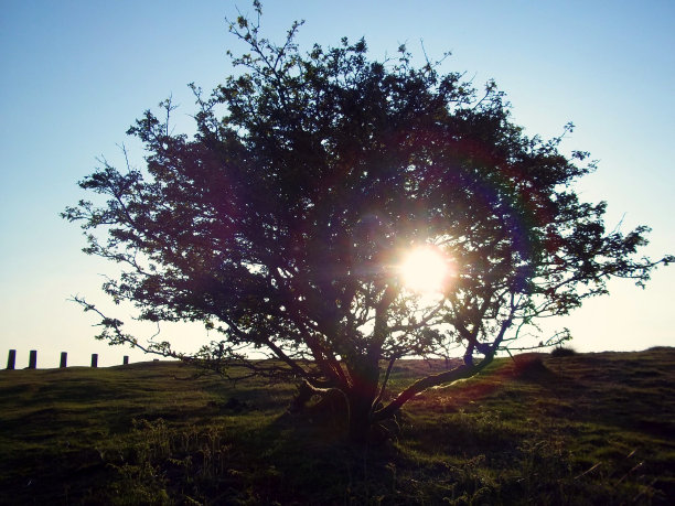 普通山楂树图片下载