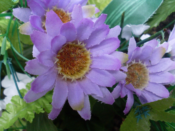 淡紫色的织物花图片下载