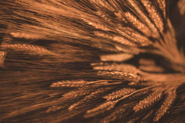 一蒲式耳小麦图片下载