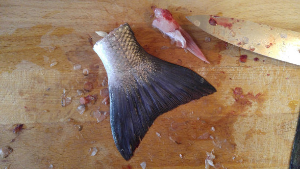 鱼的尾巴图片下载