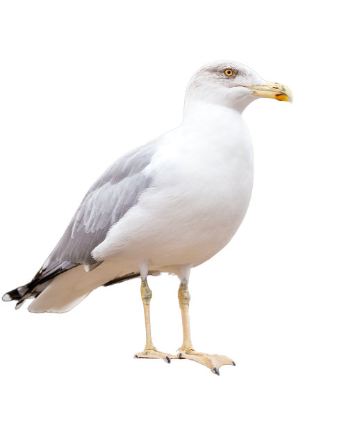 一只孤独地坐在白色背景上的海鸥图片下载