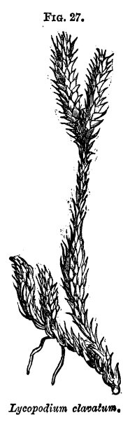 托马斯·摩尔1867年创作的维多利亚时期各种蕨类植物及其部分的黑白版画图片下载