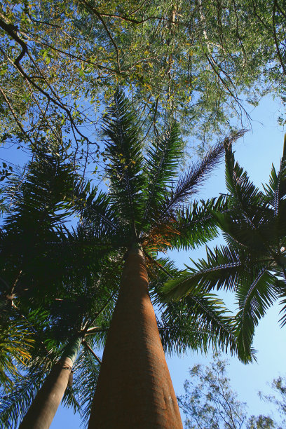棕榈树图片下载