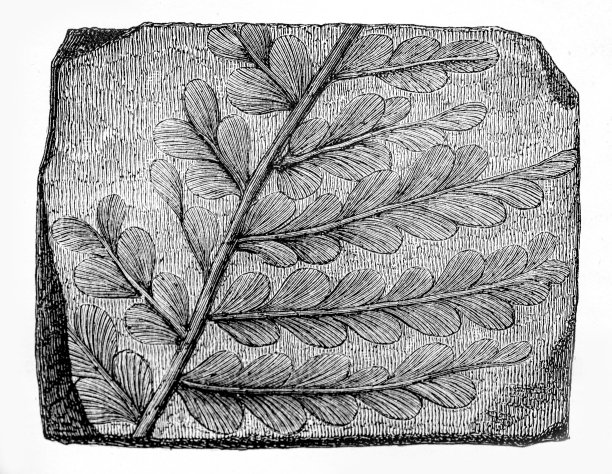 植物分支化石图片下载