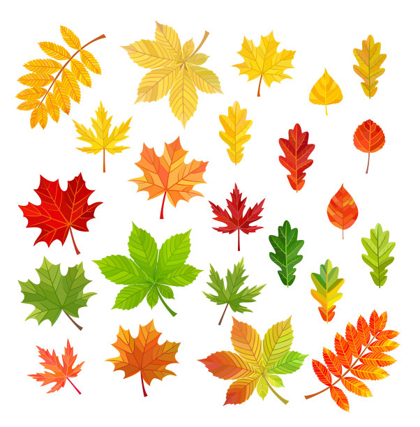 一组秋叶孤立在白色的背景上。矢量插图。图片下载