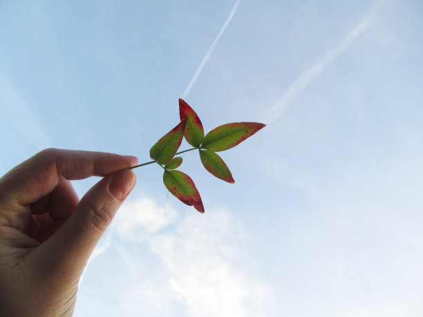 手用树叶画出云朵图片下载