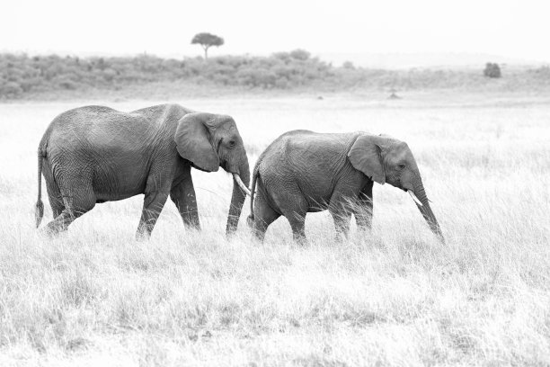 马拉河上的两头大象图片下载