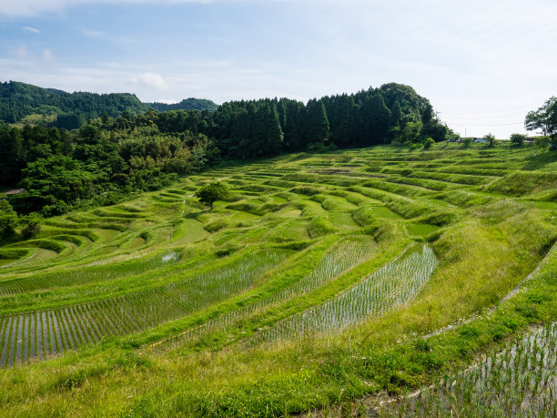 日本的梯田图片下载