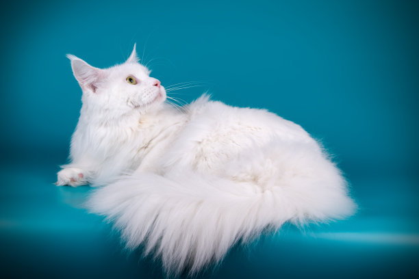 缅因库恩猫图片下载