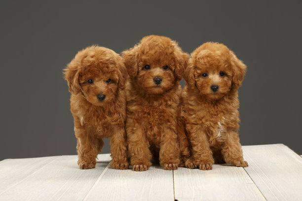 三只可爱的棕色迷你狮子狗狗坐在灰色背景的木地板上图片下载