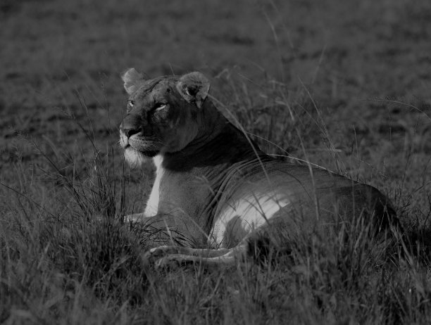 草地上的狮子黑白相间图片下载