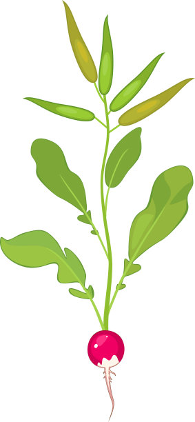 在白色背景上孤立的有绿色叶子和根系的萝卜植物图片下载