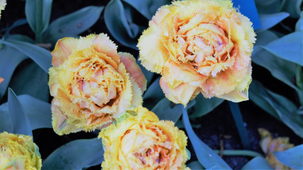 郁金香图片下载