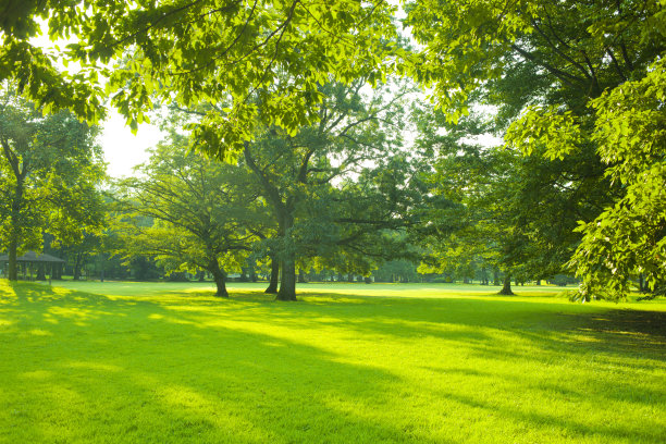 早上公园图片下载