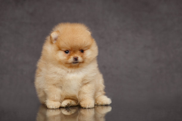 可爱的毛茸茸的小狗博美犬在灰色的背景图片下载