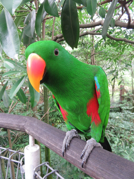 新加坡公园里的绿色鹦鹉图片下载