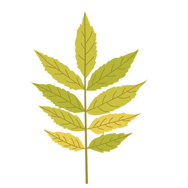 秋叶背景与复制空间图片下载