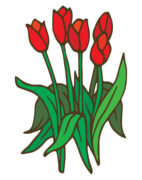 红色郁金香花束图片下载