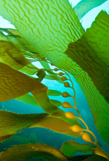 加州海峡群岛圣克鲁斯海域的海带叶片、叶柄和充气囊(气囊)图片下载