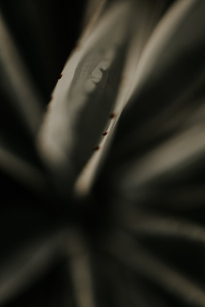 芦荟植物图片下载