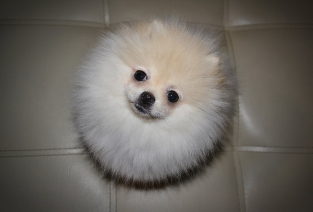 有趣的小狗。快乐的毛茸茸的小狗。图片下载