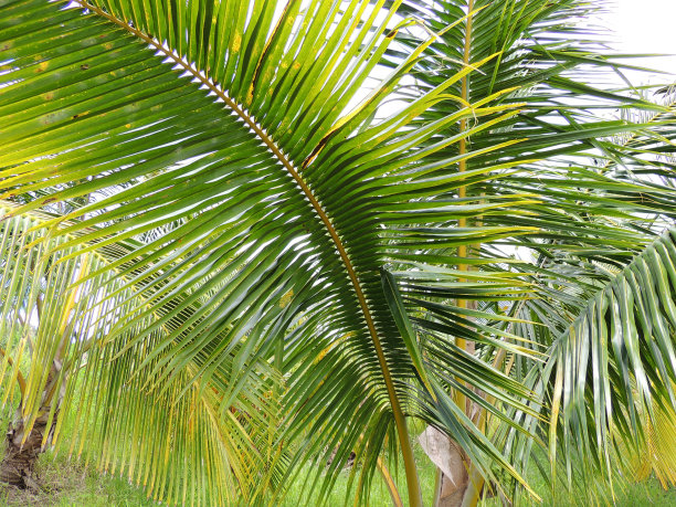 棕榈 （阿坎托菲尼克斯鲁布拉）图片下载