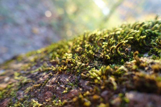 《福里斯特的一天图片下载
