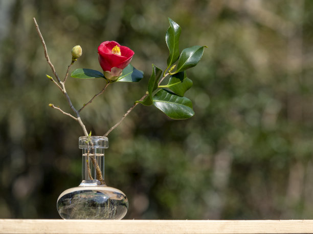 山茶花图片下载