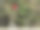 山茶花图片下载