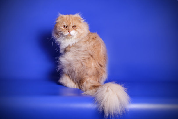 苏格兰折长毛猫图片下载