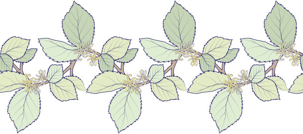 金缕梅的枝和叶组成的无缝装饰边框图片下载
